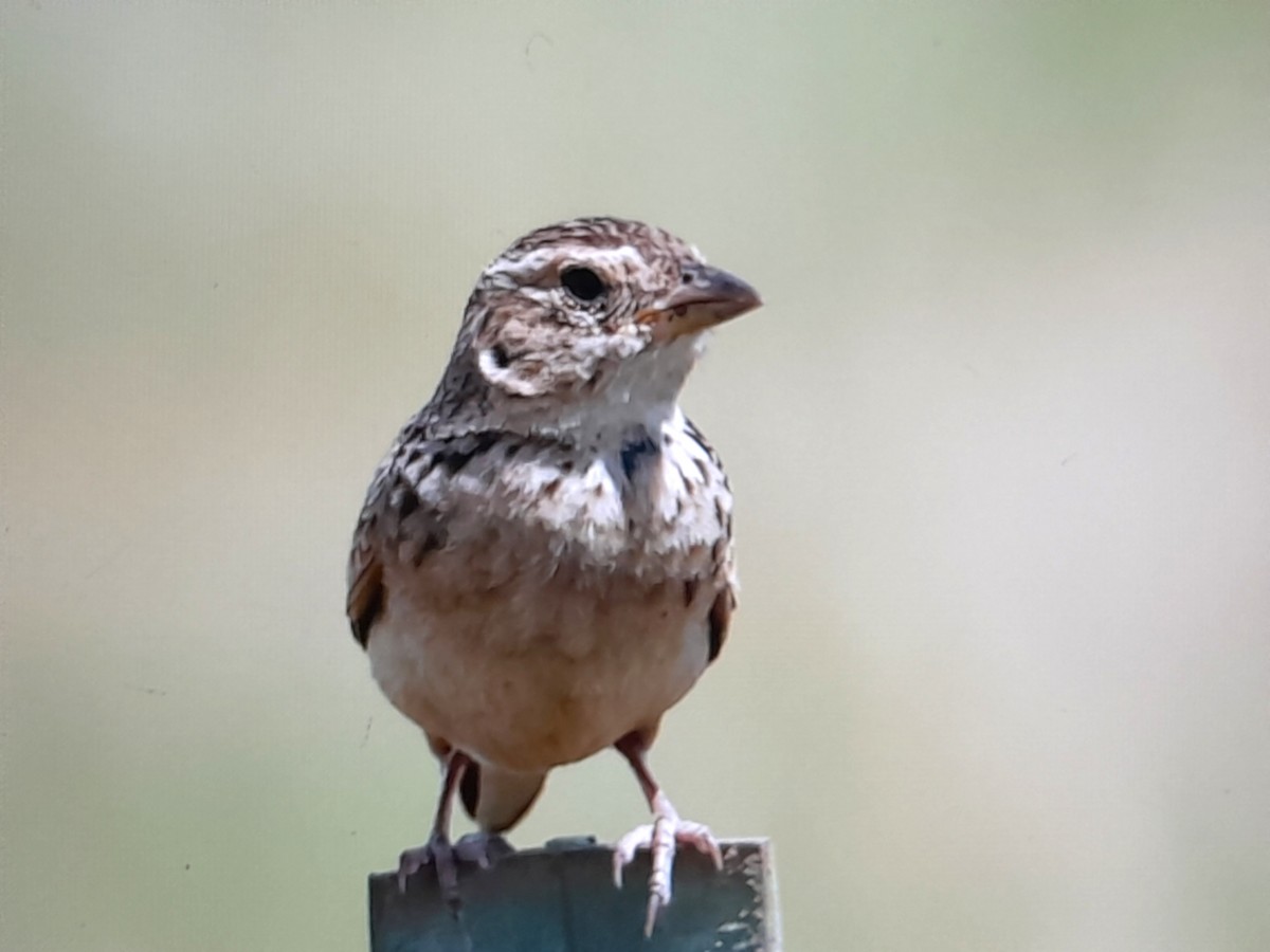 Singing Bushlark - ML647378360