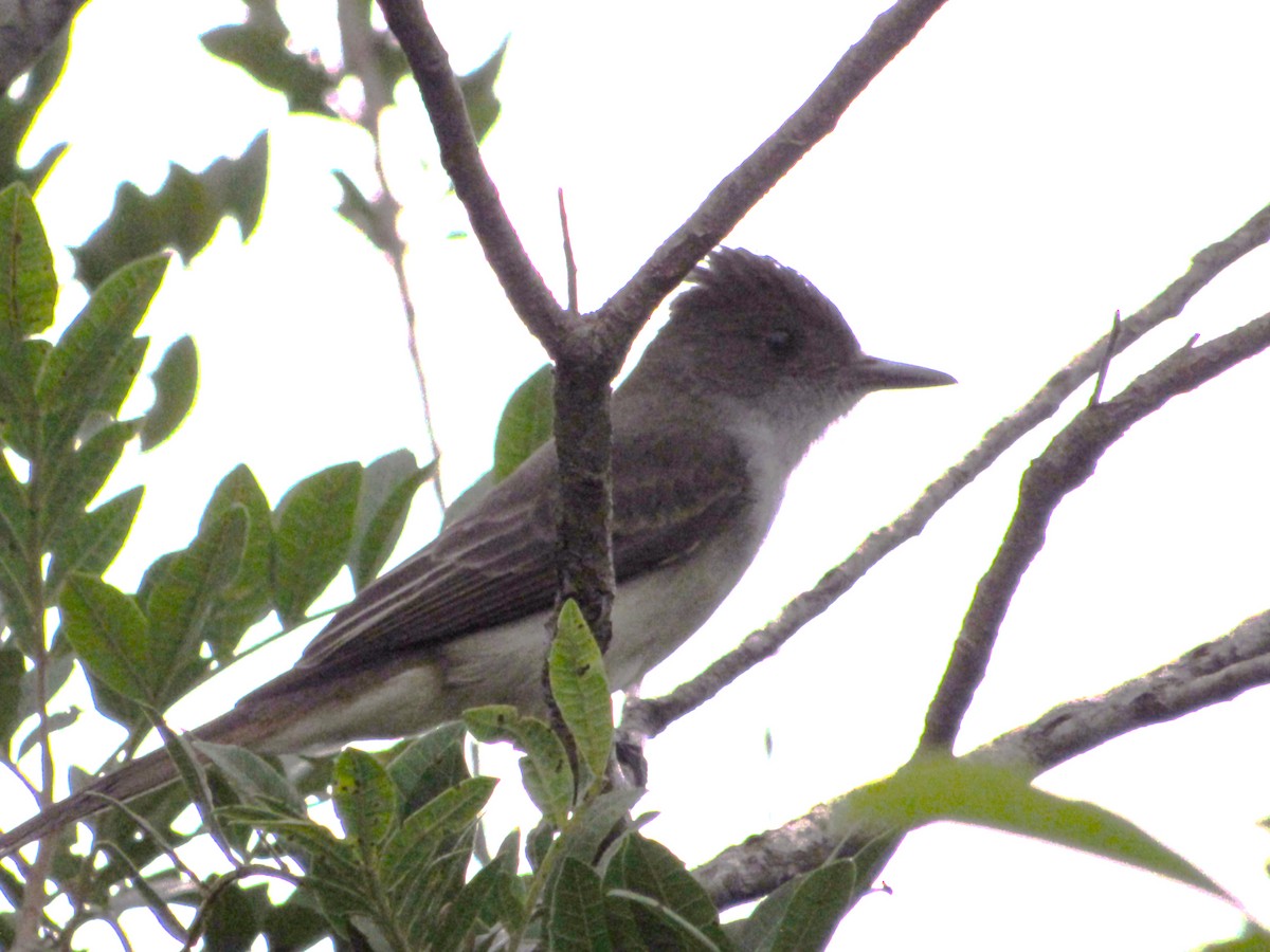 Swainson's Flycatcher - ML647378387
