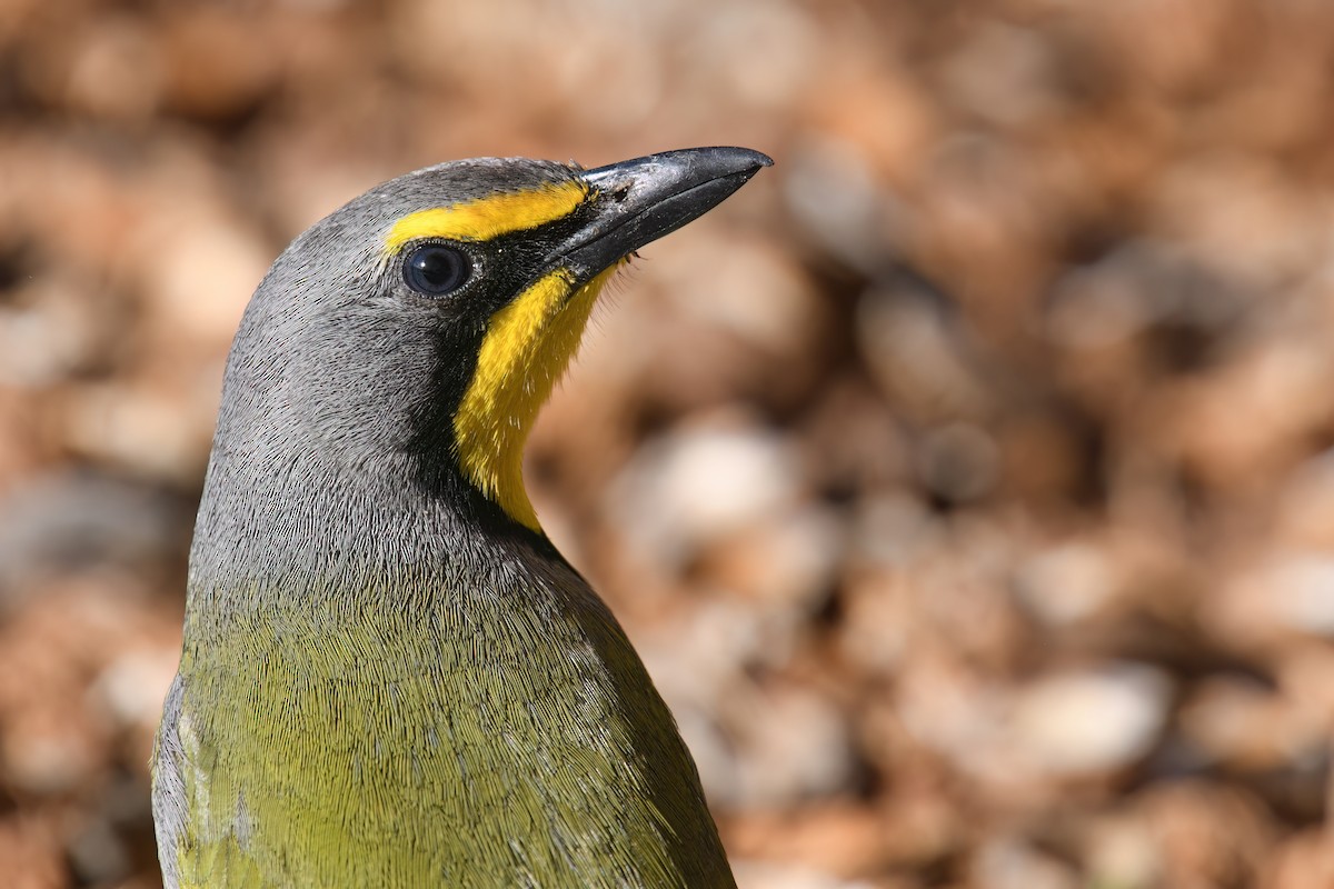 Bokmakierie - ML647378397