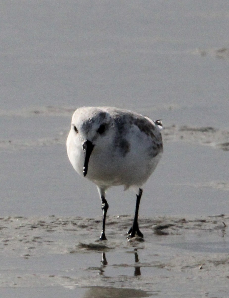 Sanderling - ML647378403
