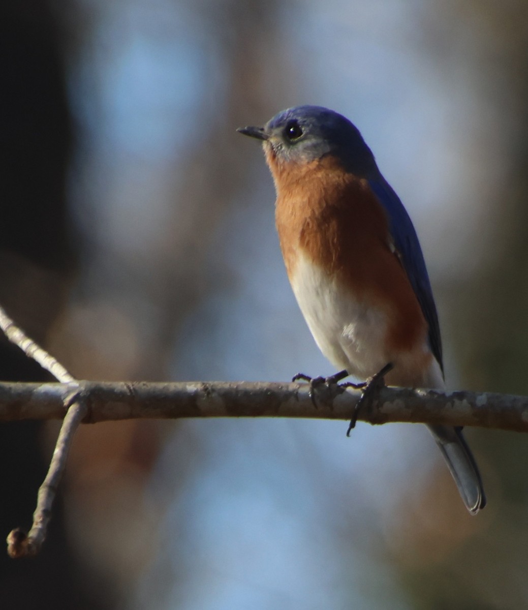 Блакитник східний - ML647378404