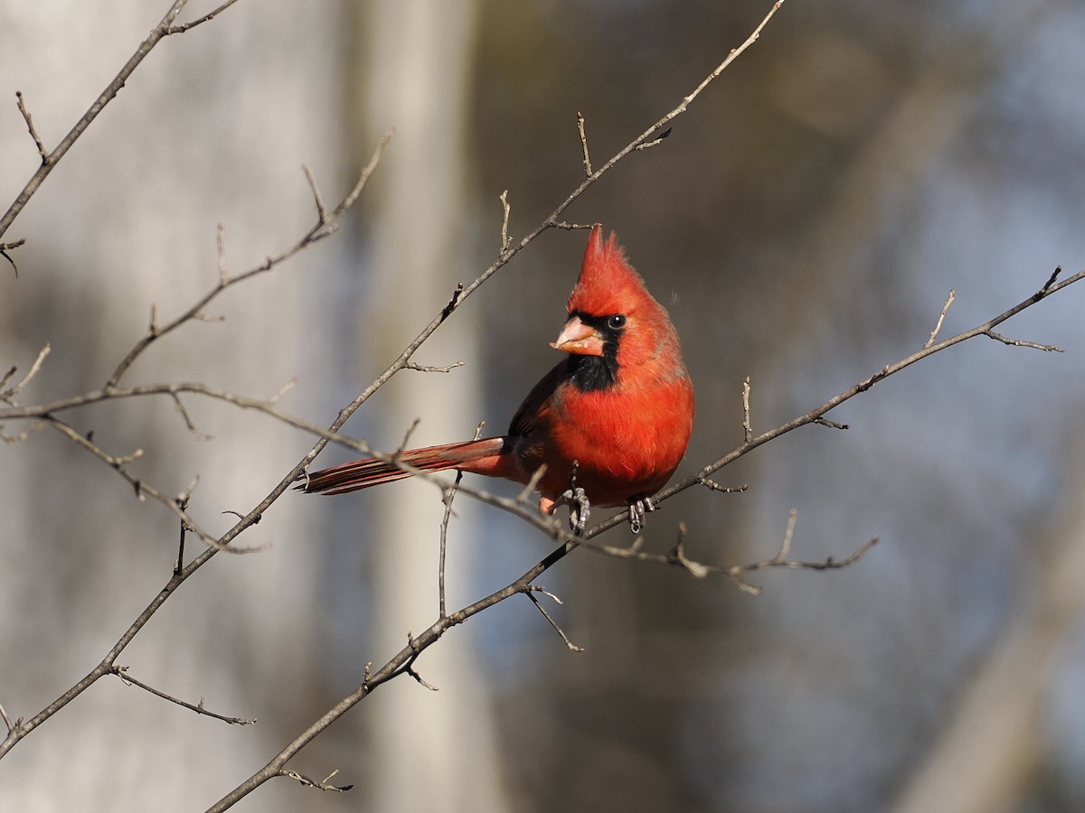 Northern Cardinal - ML647378408