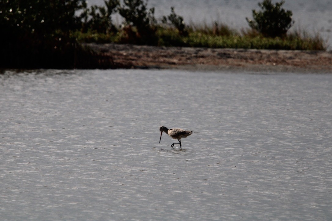 Marbled Godwit - ML647378418