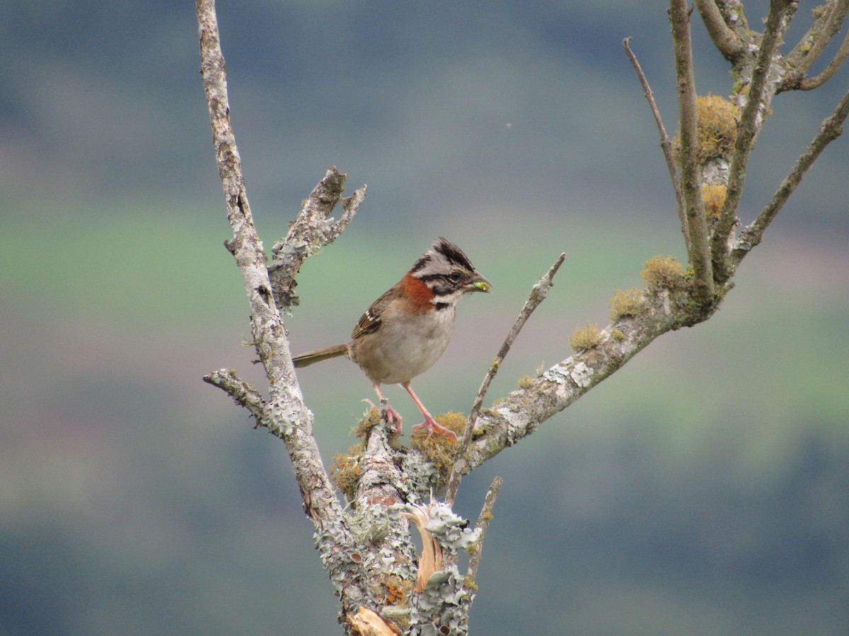 Rufous-collared Sparrow - ML647378419