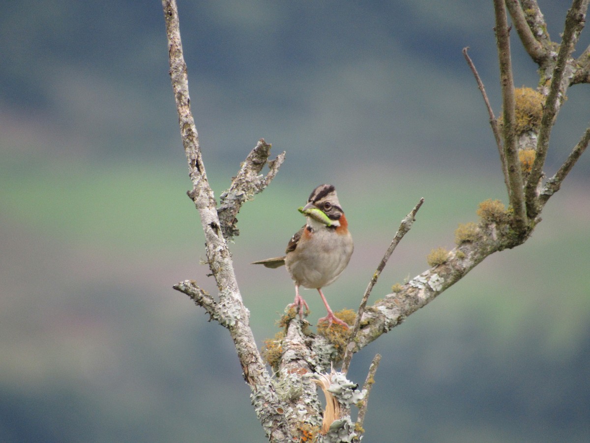 Rufous-collared Sparrow - ML647378420