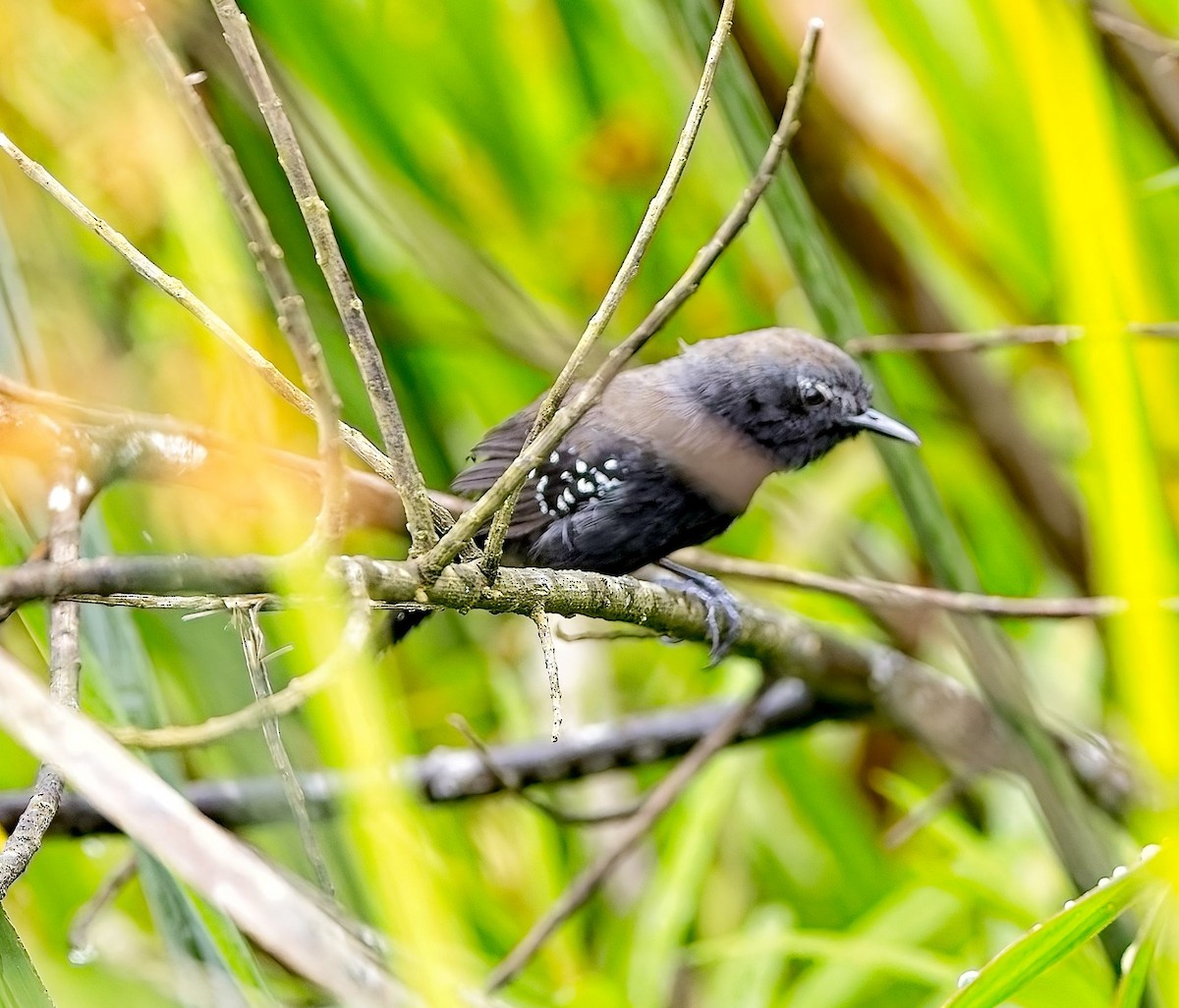 Marsh Antwren (Sao Paulo) - ML647378422