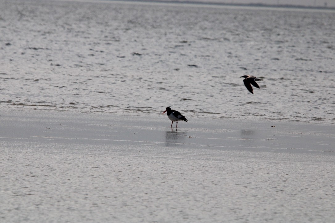 American Oystercatcher - ML647378424