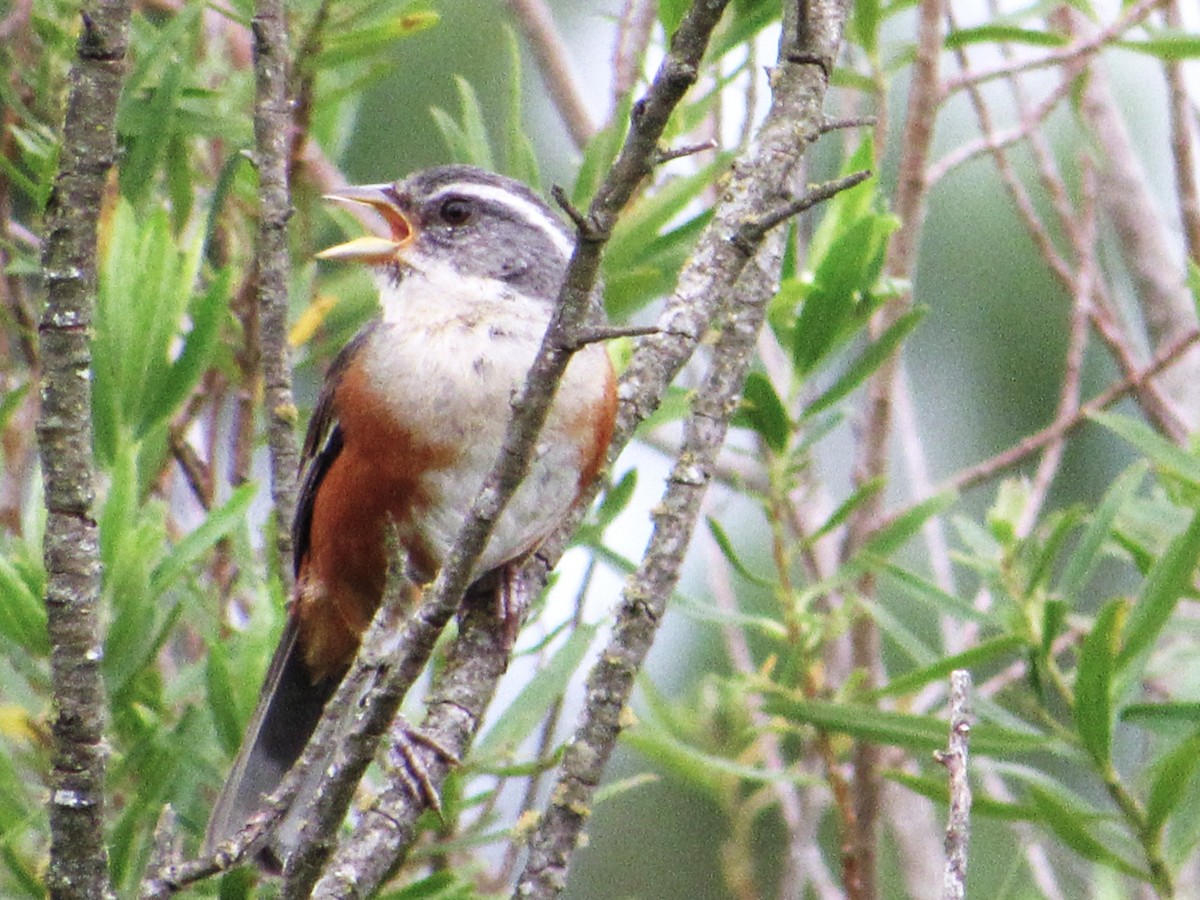 Gray-throated Warbling Finch - ML647378428