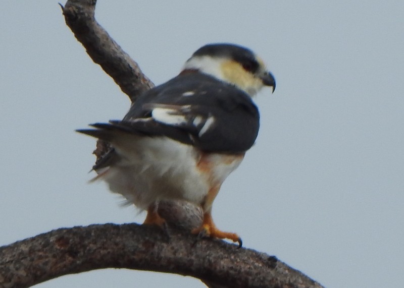 Pearl Kite - ML647378433