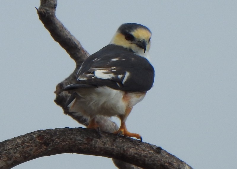 Pearl Kite - ML647378434