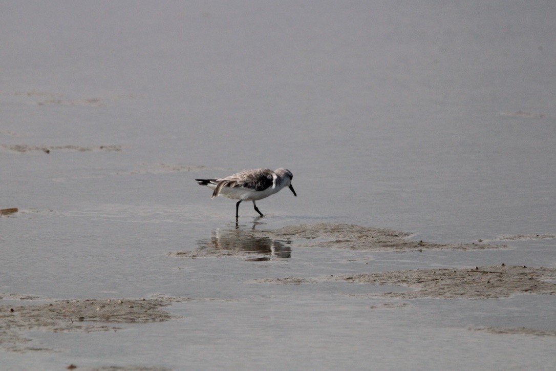 shorebird sp. - ML647378439