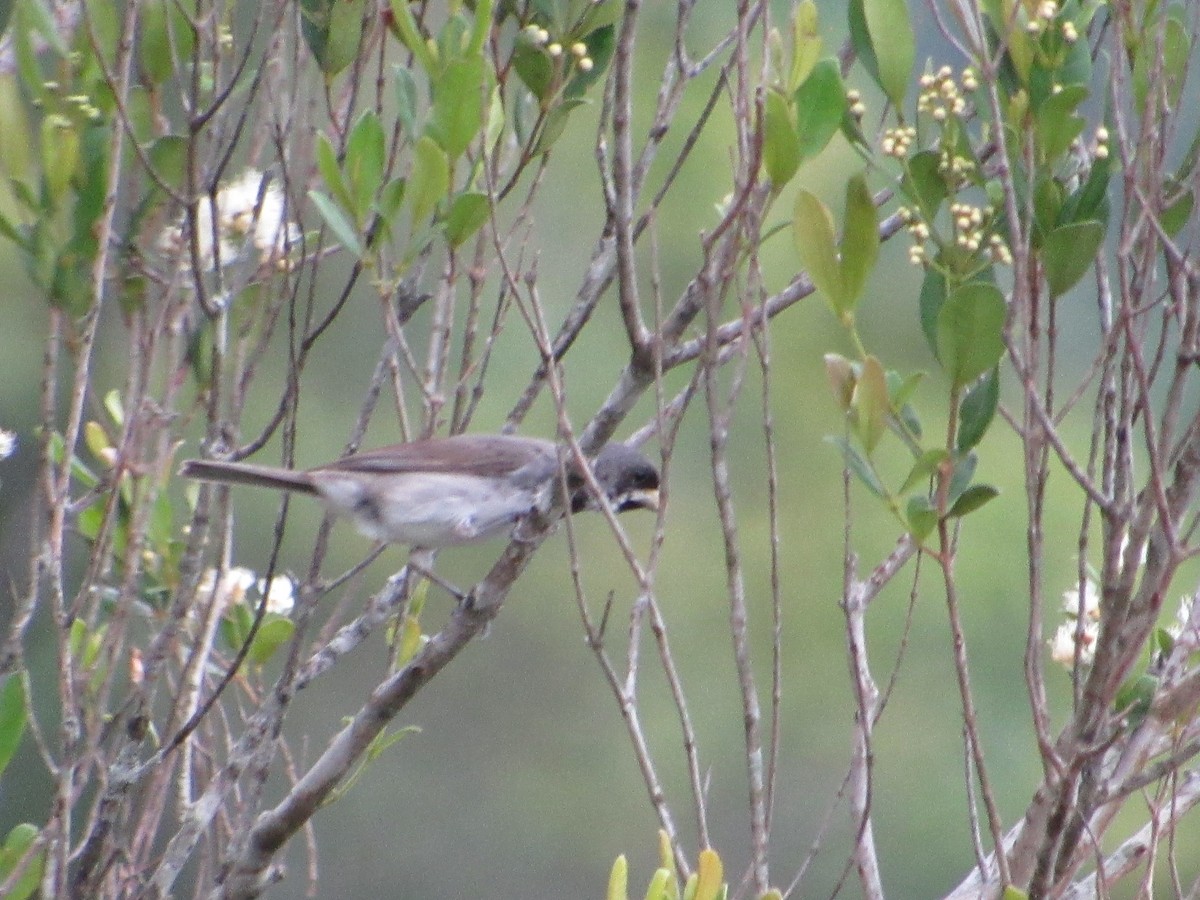 Double-collared Seedeater - ML647378448