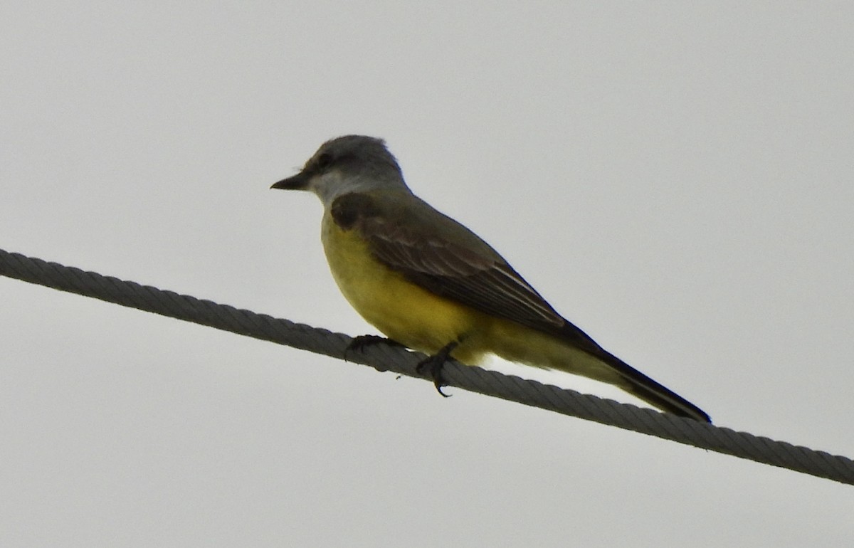 Западный тиранн - ML647378463