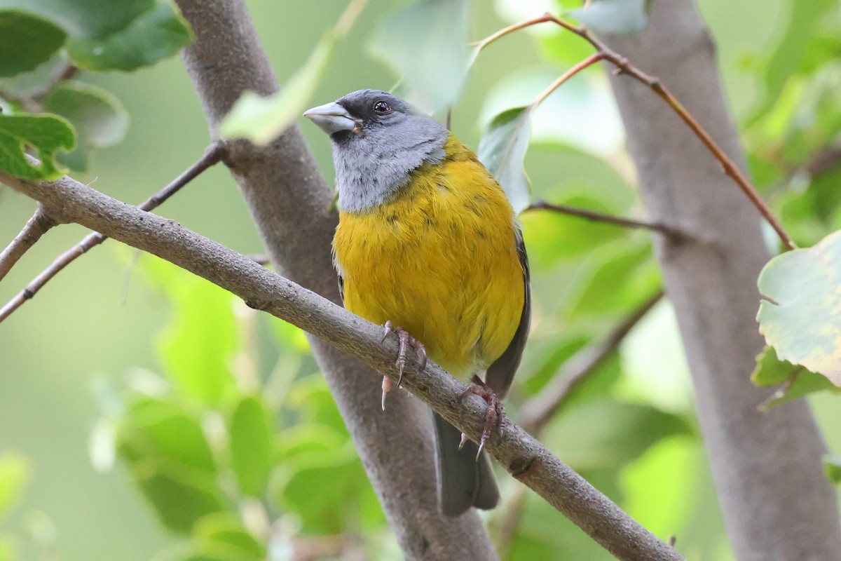Patagonian Sierra Finch - ML647378468