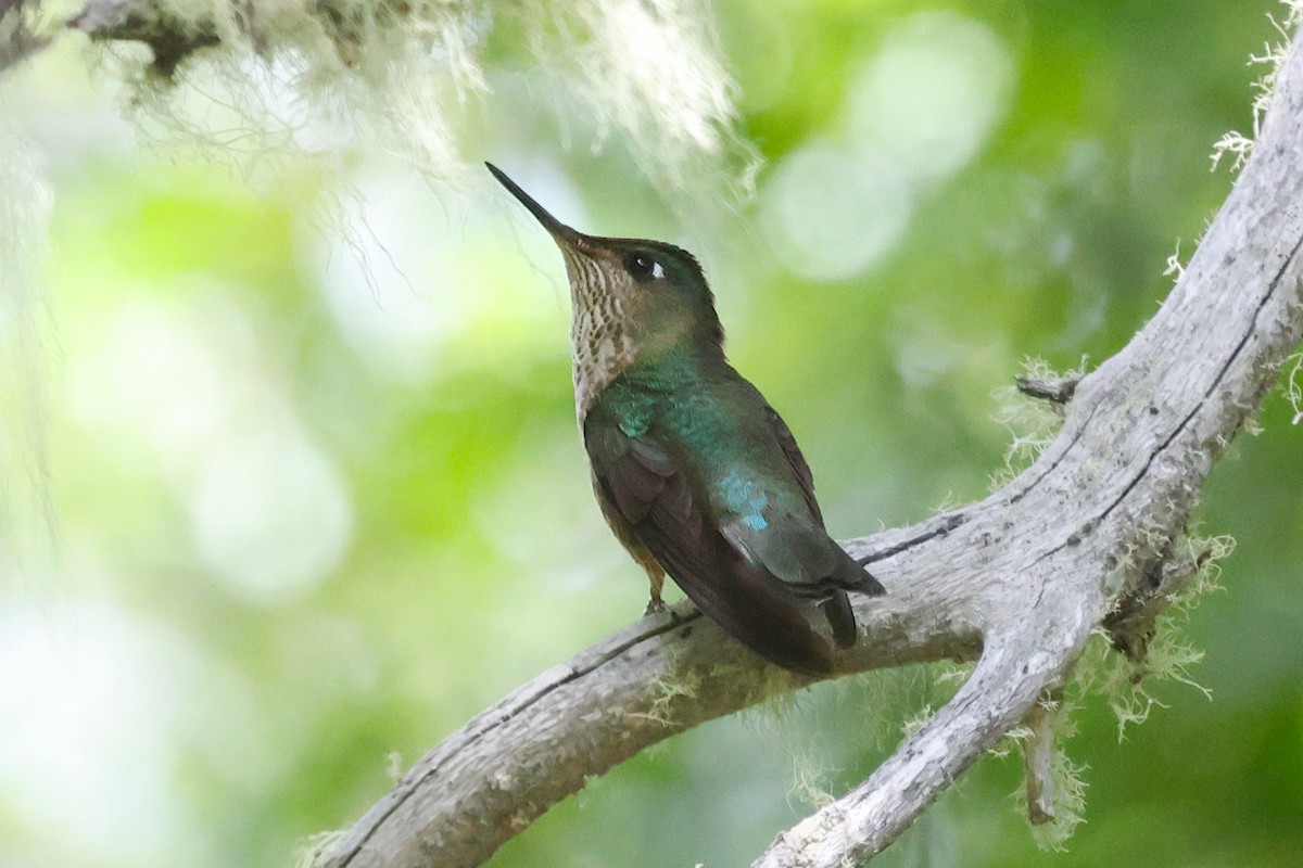 Чилийская диадема - ML647378474