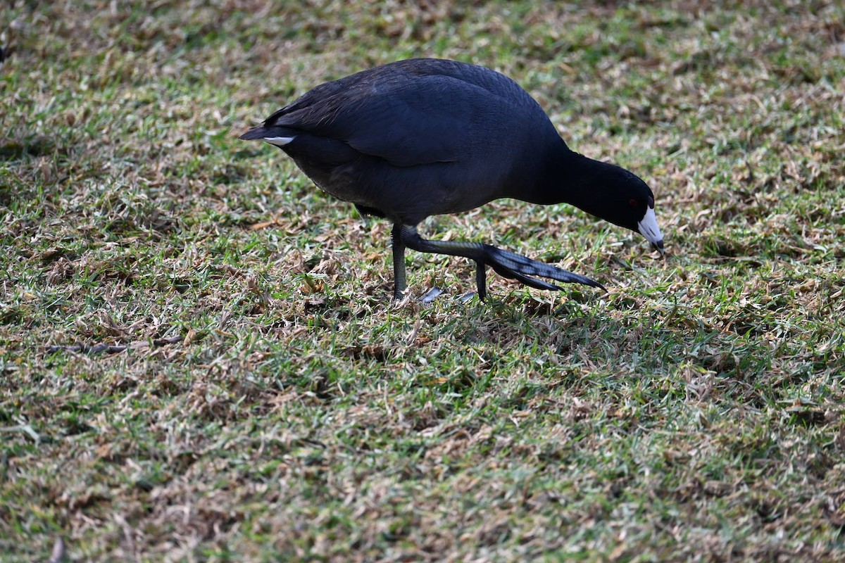 Лиска американська - ML647378488