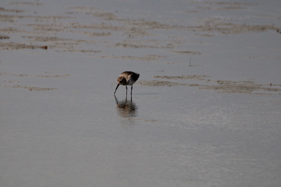 Dunlin - ML647378492