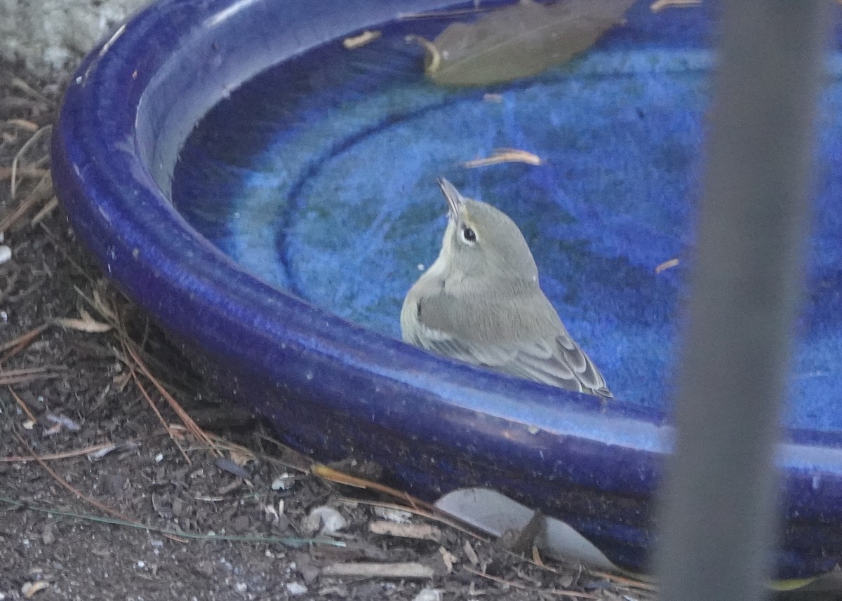 Pine Warbler - ML647378494