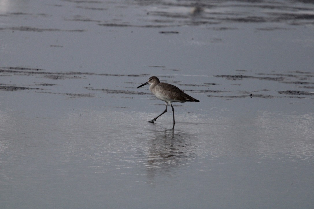 Willet - ML647378503
