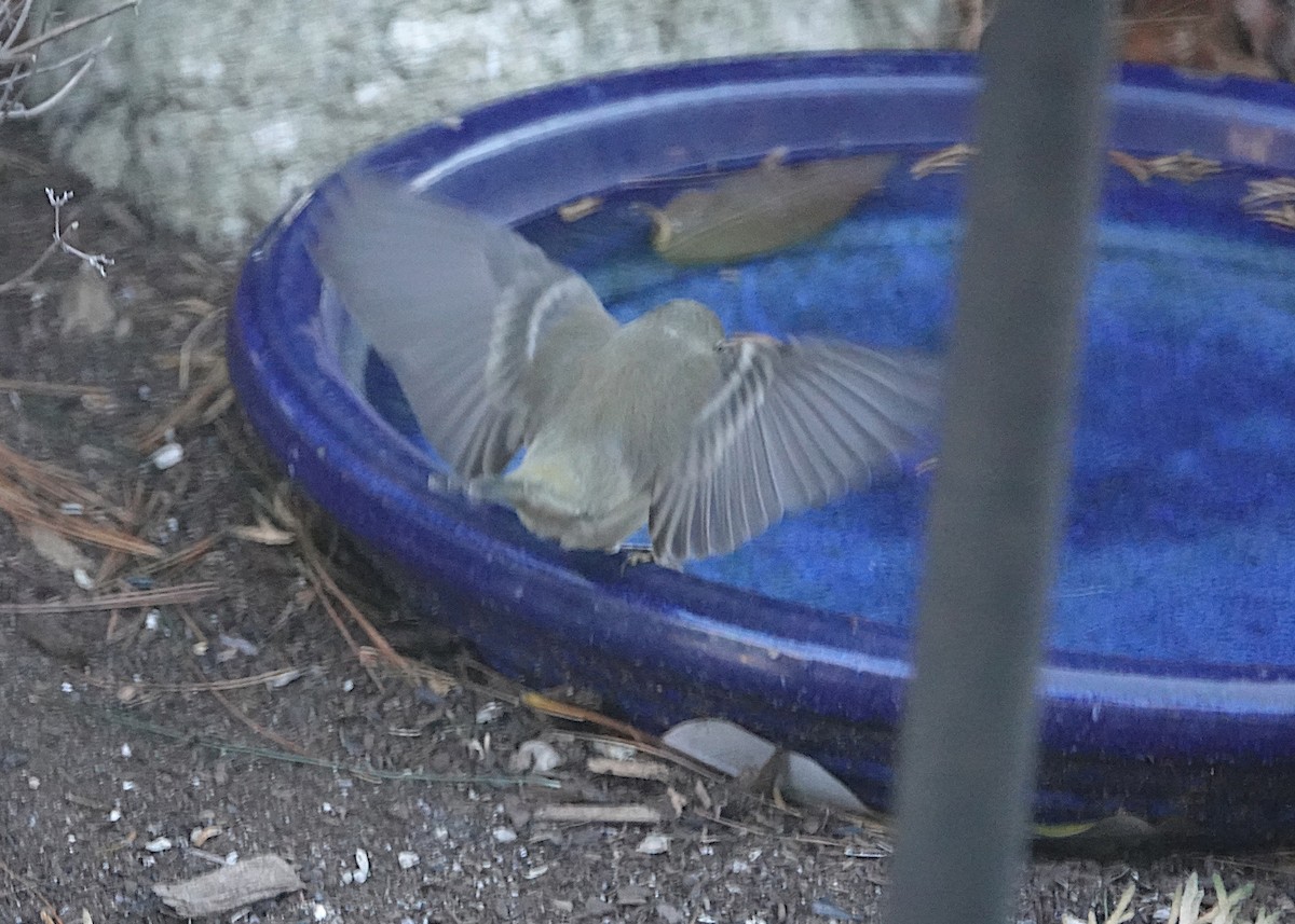 Pine Warbler - ML647378505