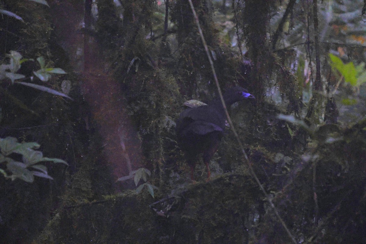 Sickle-winged Guan - ML647378511