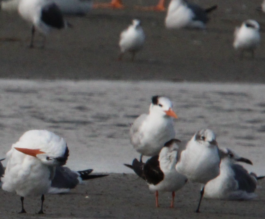 Royal Tern - ML647378512