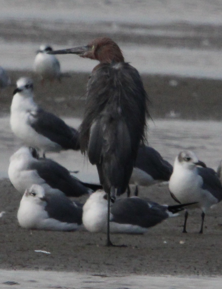 Reddish Egret - ML647378516