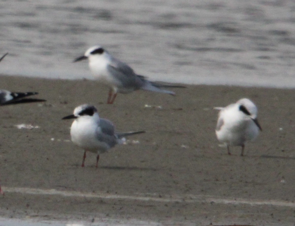 Maskeli Sumru - ML647378526