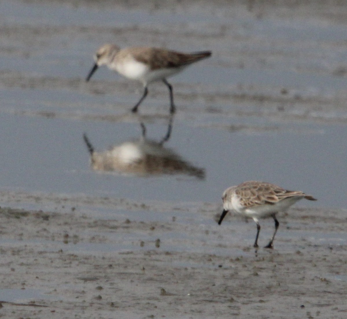 shorebird sp. - ML647378535