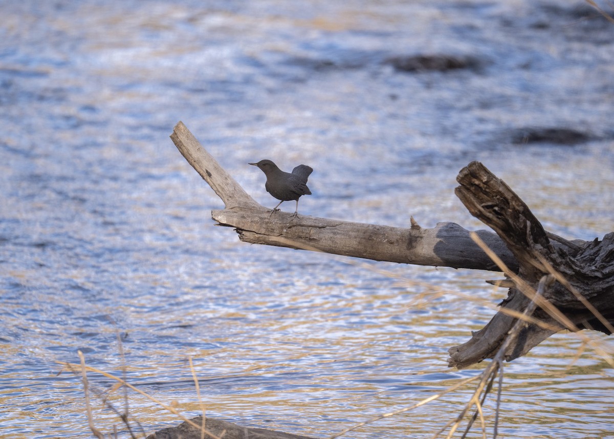 American Dipper - ML647378537