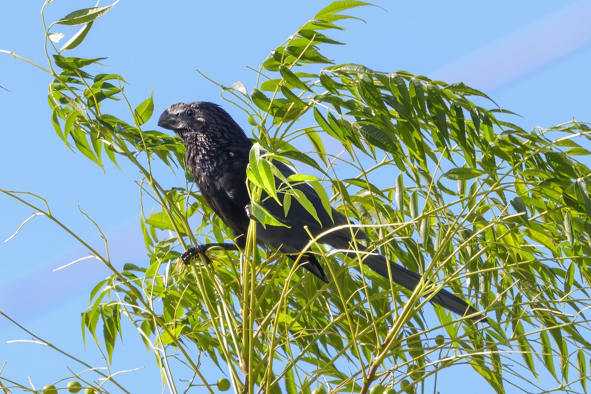 Smooth-billed Ani - ML647378547