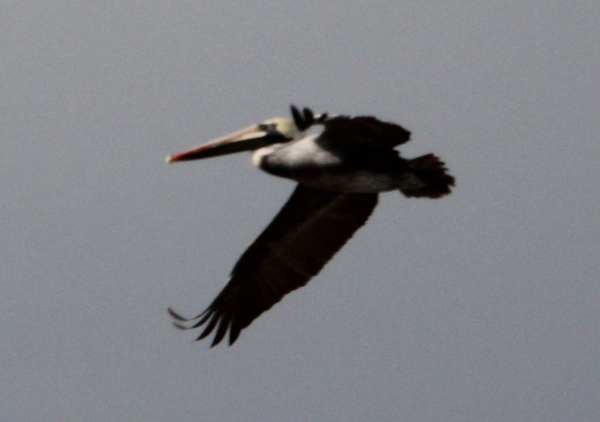 Brown Pelican - ML647378548