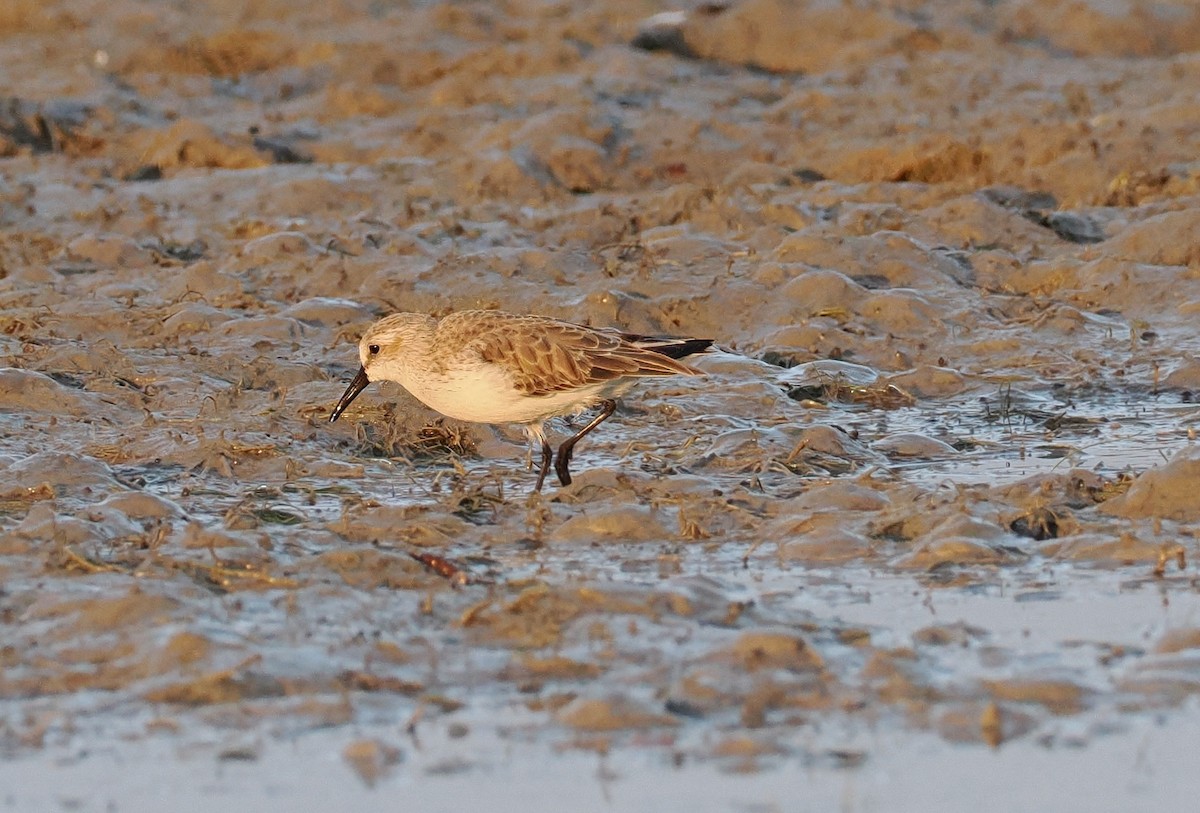 Gambecchio dell'Alaska - ML647378549