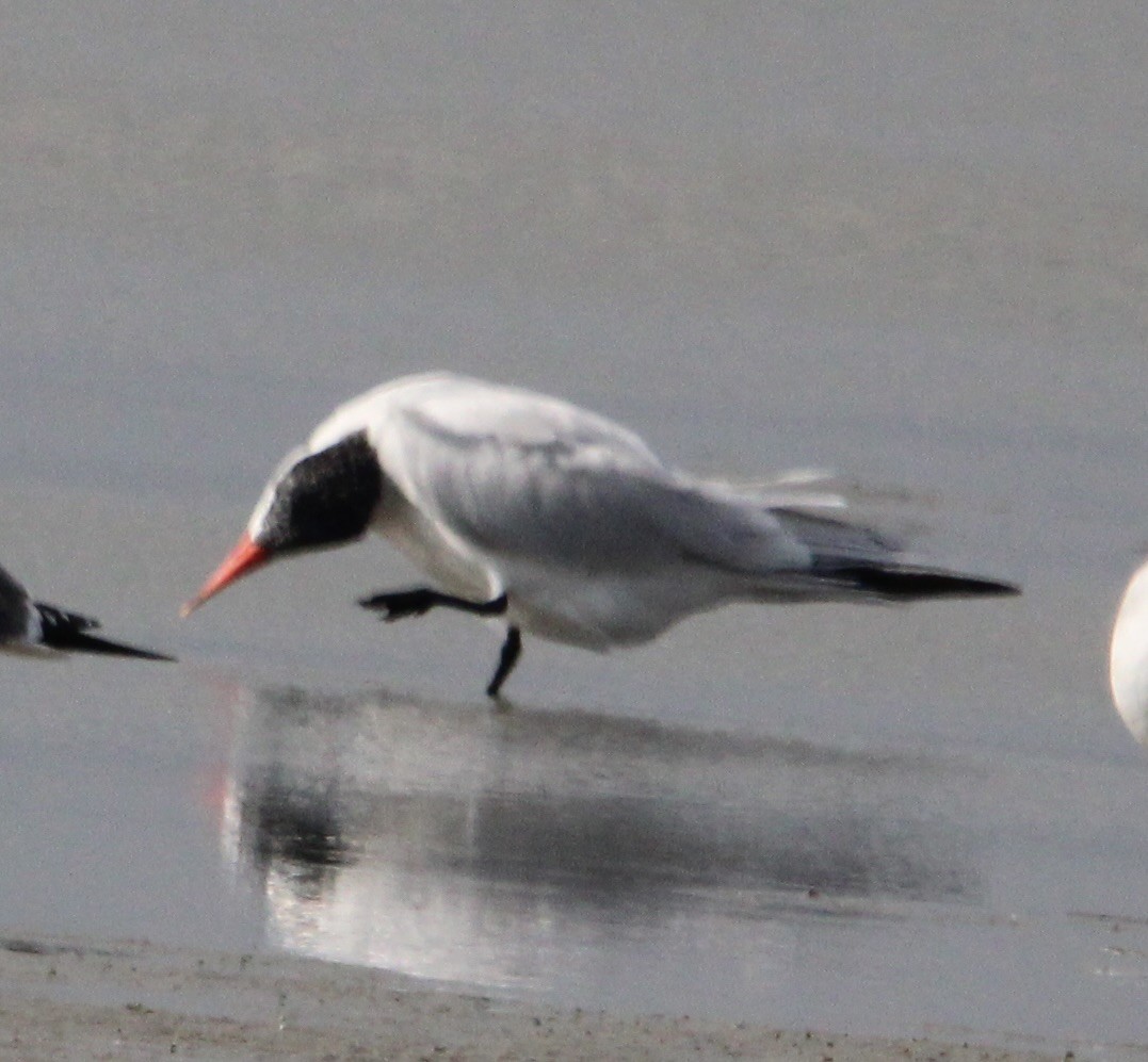Caspian Tern - ML647378551
