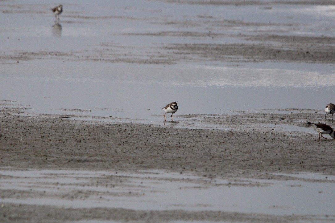 Semipalmated Plover - ML647378557