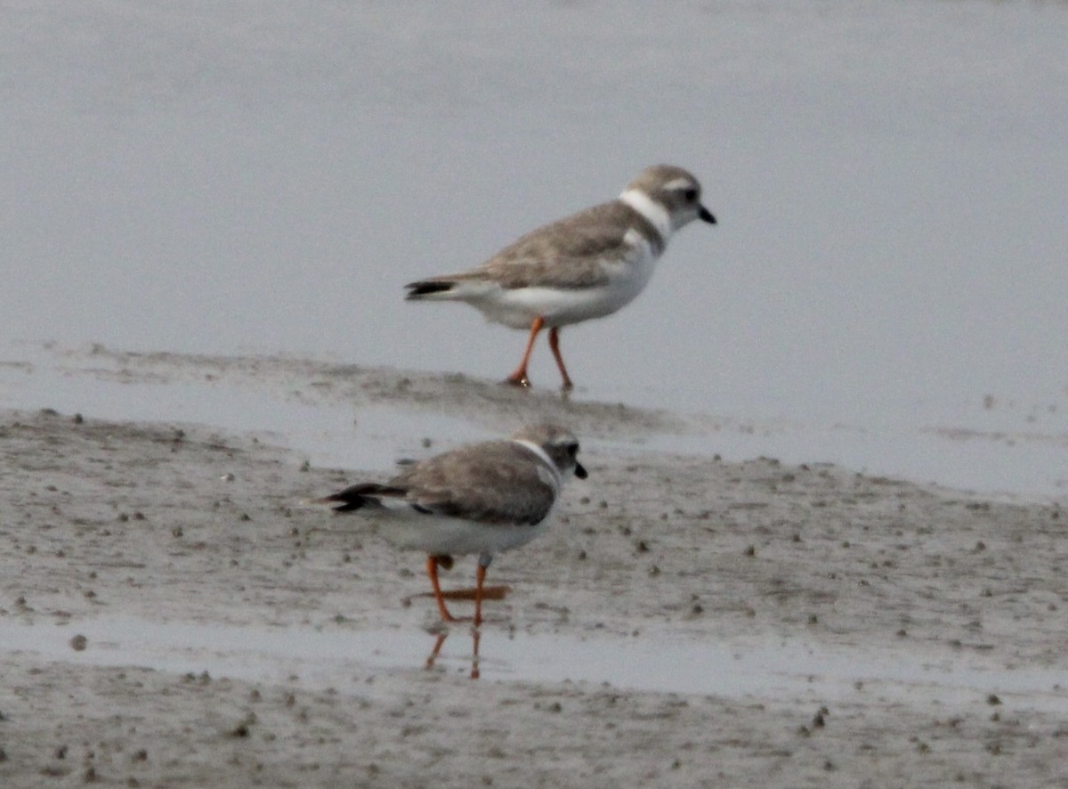 Piping Plover - ML647378562