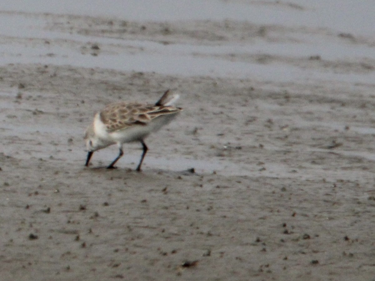 peep sp. - ML647378578