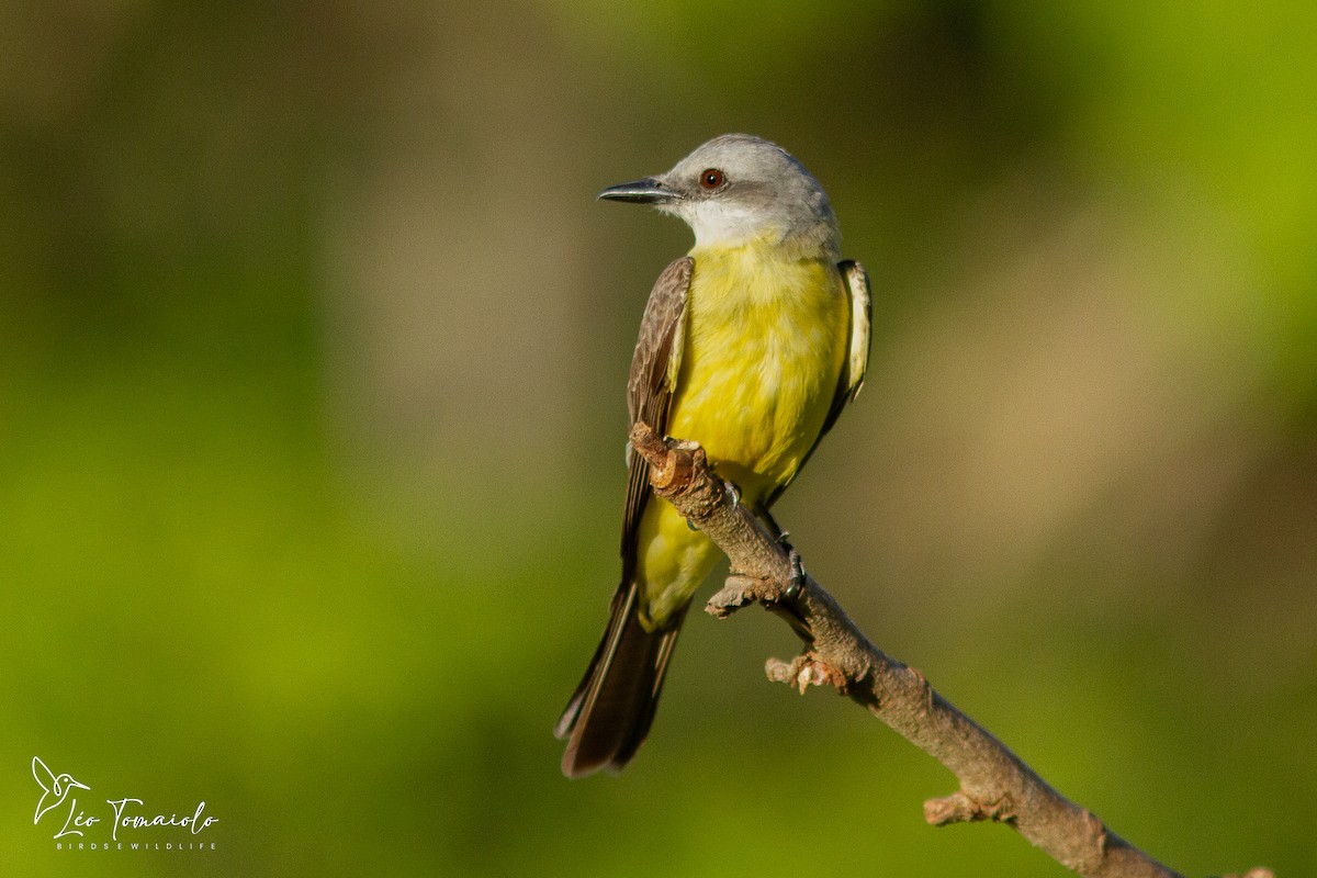 Tropical Kingbird - ML647378579