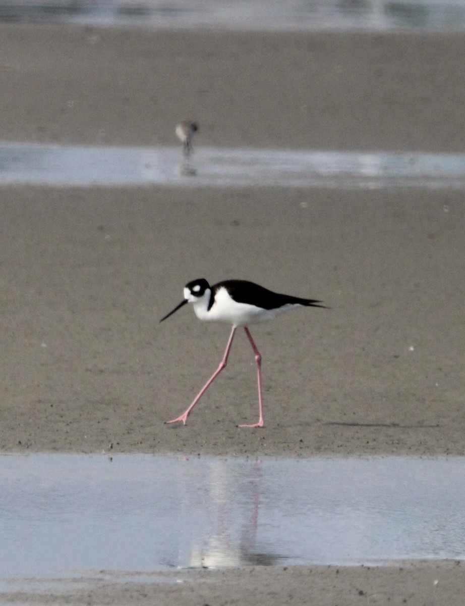 Black-necked Stilt - ML647378594