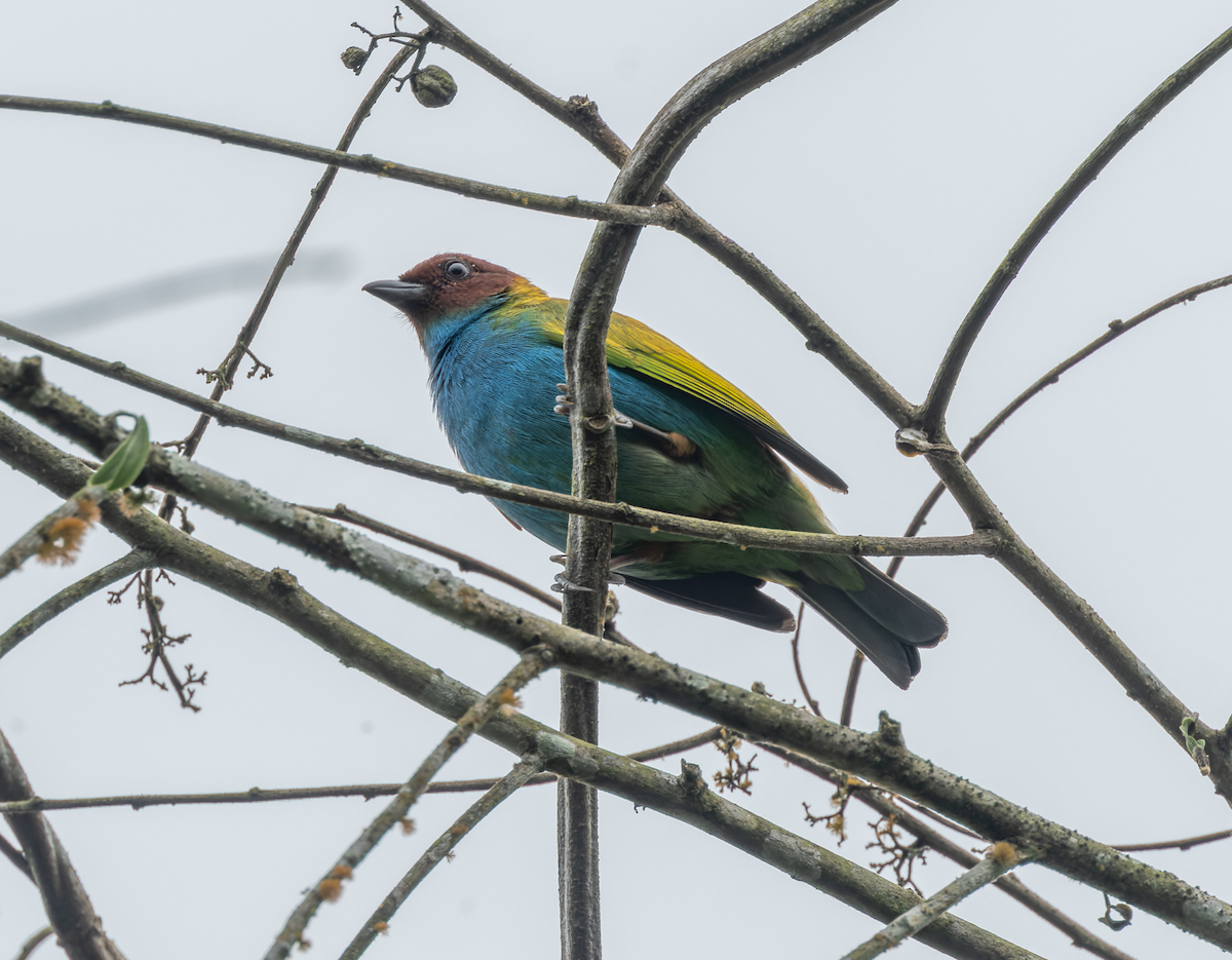 Calliste rouverdin (groupe albertinae) - ML647378600