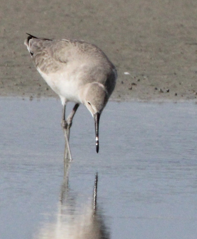 Willet - ML647378612