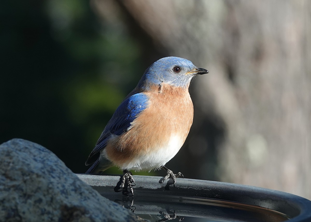 Блакитник східний - ML647378625