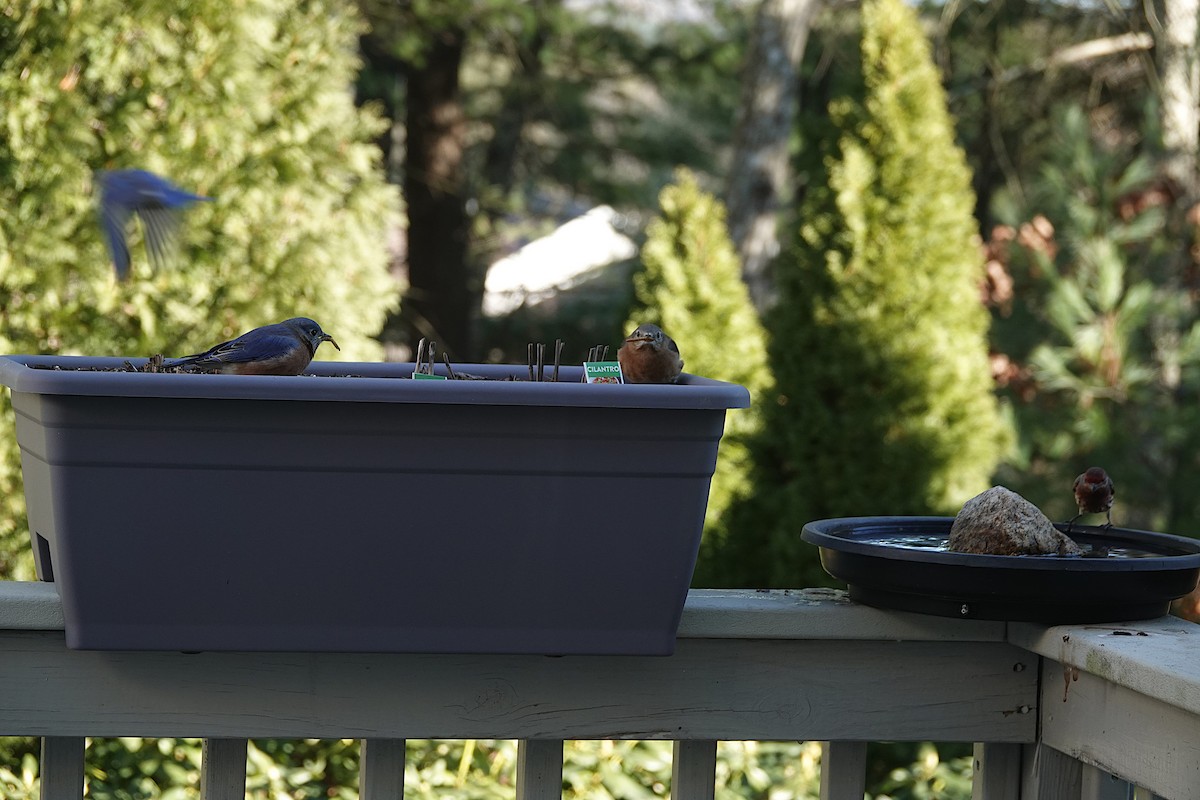 Блакитник східний - ML647378626