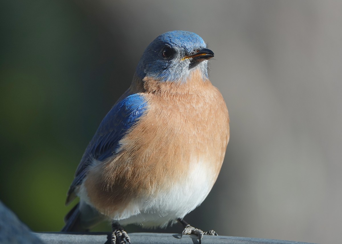 Блакитник східний - ML647378627