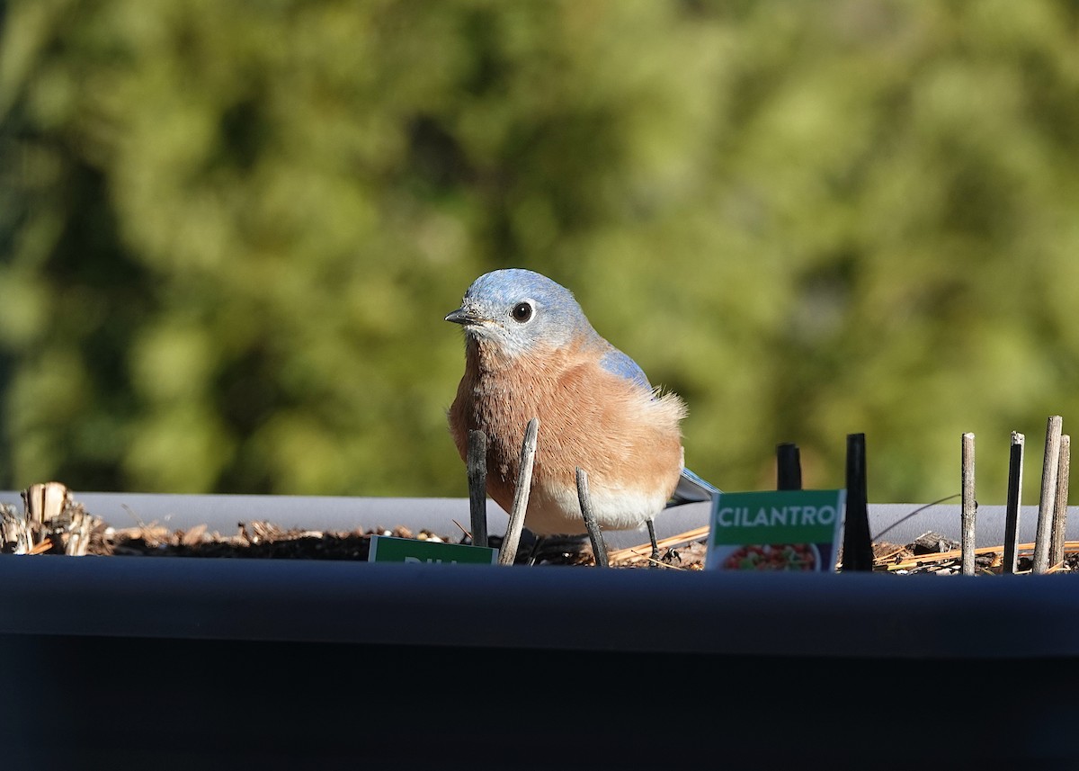 Блакитник східний - ML647378628