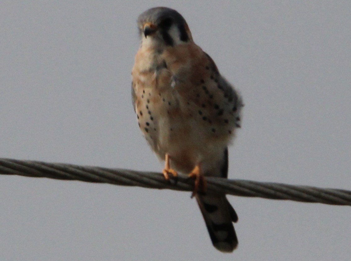 American Kestrel - ML647378629