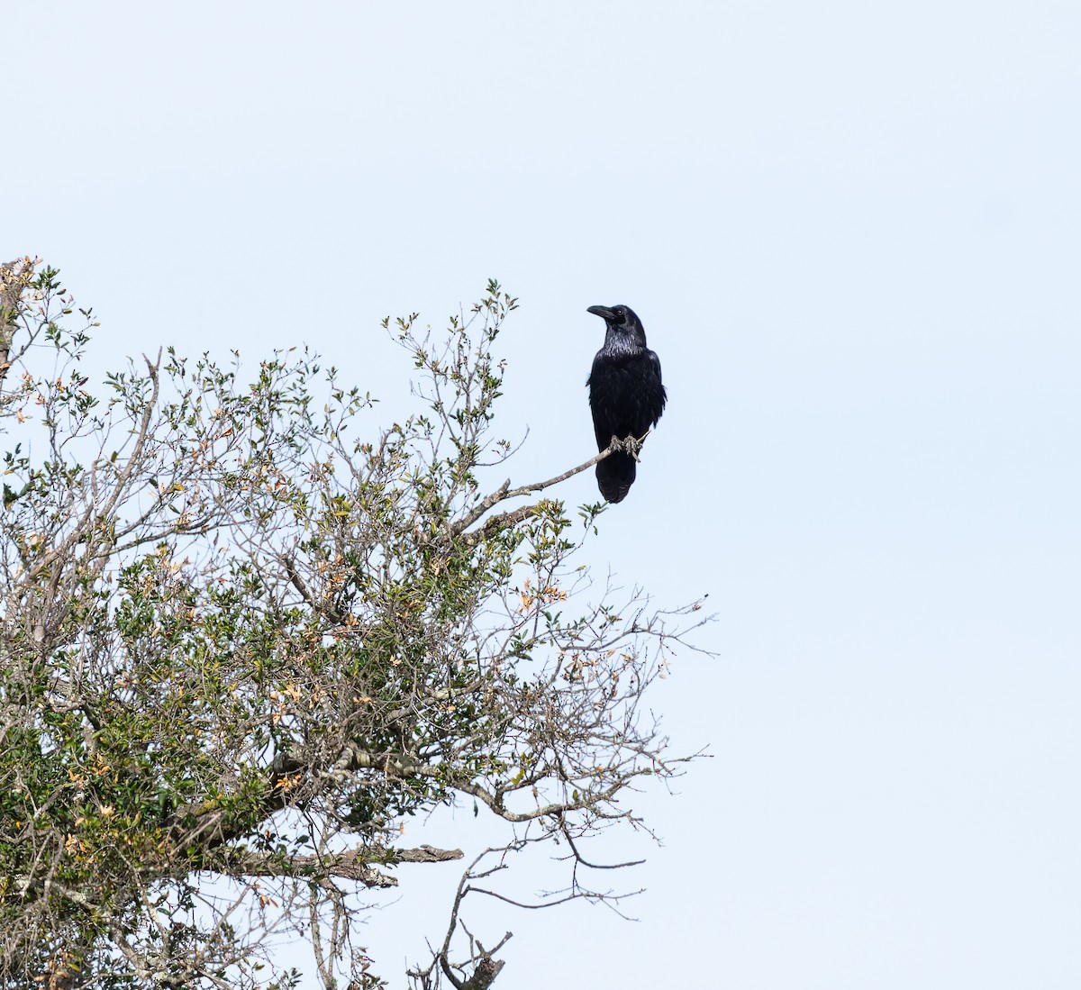 Erroi handia - ML647378663