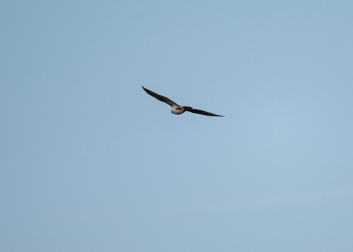 kongevåk - ML647378672