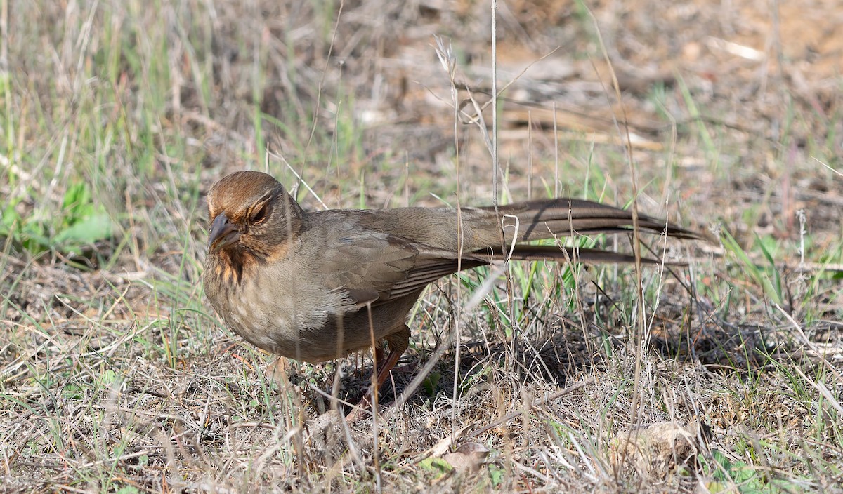 California Towhee - ML647378673