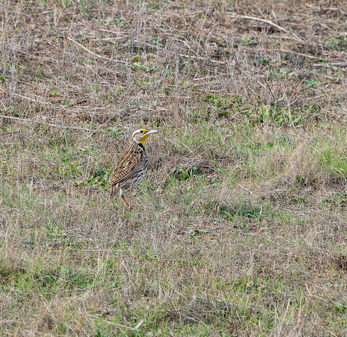 Western Meadowlark - ML647378681